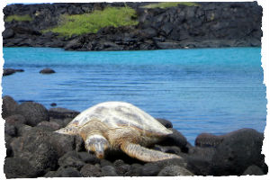 Thumbnail image for 3 Must-See Attractions on The Big Island, Hawaii