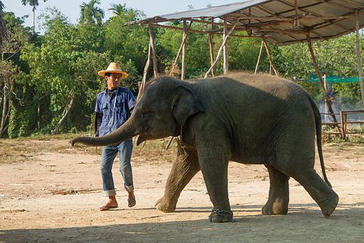 2016-04-08_Elephant_Safari_Krabi_15