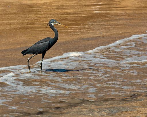 Egretta_gularis_-Oman_-on_a_beach-8