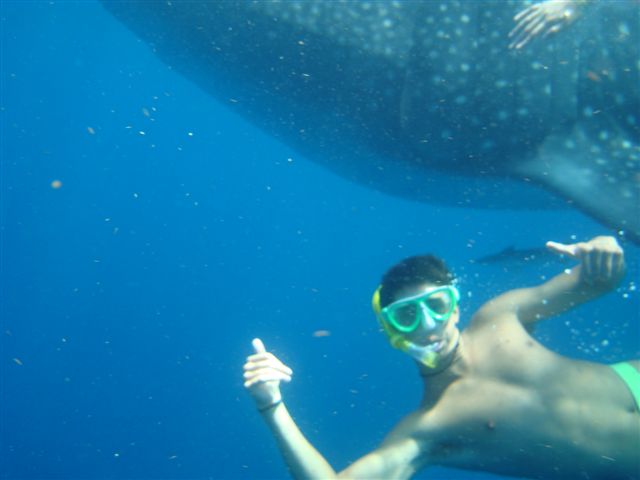 Snorkeling_whale_shark_2